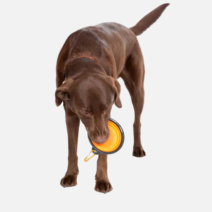 Trespaws Collapsible Dog Bowl Sippy